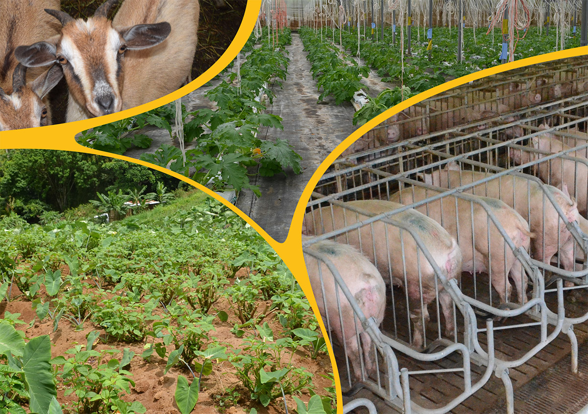 CAP Nord Martinique élabore son plan d’actions pour le développement agricole et alimentaire du Nord de la Martinique